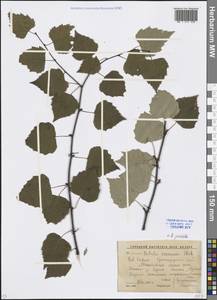 Betula pendula Roth, Caucasus, Krasnodar Krai & Adygea (K1a) (Russia)