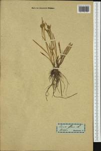 Carex flava L., Western Europe (EUR)
