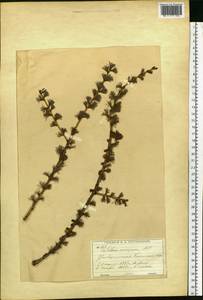 Larix decidua (L.) Mill., Eastern Europe, Moscow region (E4a) (Russia)