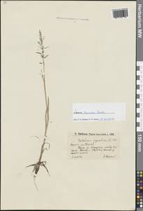 Catabrosa aquatica (L.) P.Beauv., Eastern Europe, Lower Volga region (E9) (Russia)