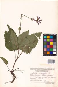 MHA 0 156 290, Salvia pratensis L., Eastern Europe, Central forest-and-steppe region (E6) (Russia)