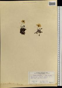 Oreomecon pulvinata subsp. pulvinata, Siberia, Central Siberia (S3) (Russia)