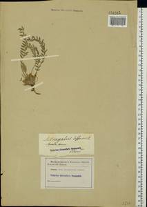 Astragalus dolichophyllus Pall., Eastern Europe, South Ukrainian region (E12) (Ukraine)