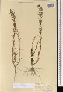 Suaeda sibirica Lomon. & Freitag, Mongolia (MONG) (Mongolia)