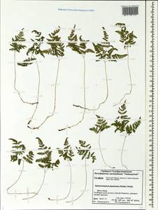 Gymnocarpium jessoense, Siberia, Central Siberia (S3) (Russia)