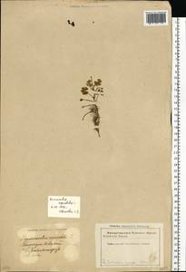 Ranunculus aquatilis L., Eastern Europe, Latvia (E2b) (Latvia)