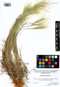 Hordeum jubatum L., Siberia, Baikal & Transbaikal region (S4) (Russia)