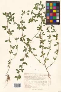 Kummerowia striata (Thunb.) Schindl., Siberia, Russian Far East (S6) (Russia)