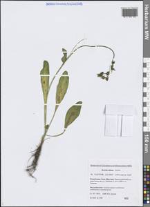 Swertia obtusa Ledeb., Siberia, Yakutia (S5) (Russia)