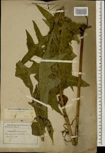 Sonchus palustris L., Caucasus, Stavropol Krai, Karachay-Cherkessia & Kabardino-Balkaria (K1b) (Russia)