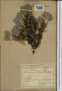 Astragalus arnacantha M. Bieb., Crimea (KRYM) (Russia)
