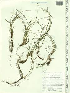 Carex conspissata V.I.Krecz., Siberia, Russian Far East (S6) (Russia)