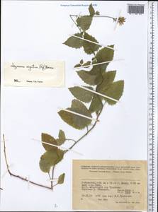 Asyneuma argutum, Middle Asia, Pamir & Pamiro-Alai (M2) (Uzbekistan)