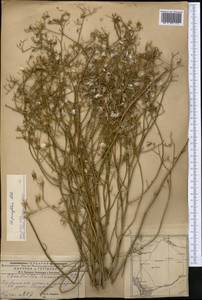Chondrilla pauciflora Ledeb., Middle Asia, Caspian Ustyurt & Northern Aralia (M8) (Kazakhstan)