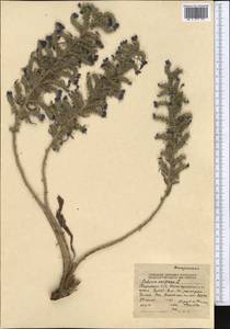 Echium vulgare L., Middle Asia, Northern & Central Tian Shan (M4) (Kyrgyzstan)