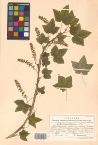 Ribes mandshuricum (Maxim.) Kom., Siberia, Russian Far East (S6) (Russia)