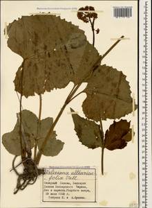 Valeriana alliariifolia Adams, Caucasus, Stavropol Krai, Karachay-Cherkessia & Kabardino-Balkaria (K1b) (Russia)