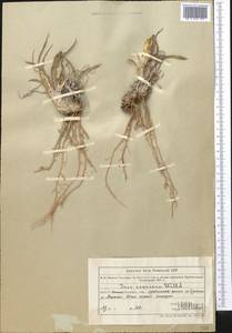 Iris scariosa Willd. ex Link, Middle Asia, Muyunkumy, Balkhash & Betpak-Dala (M9) (Kazakhstan)