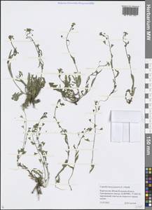 Capsella bursa-pastoris (L.) Medik., Middle Asia, Northern & Central Tian Shan (M4) (Kyrgyzstan)