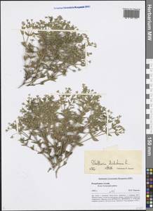 Mesostemma dichotomum (L.) Arabi, Rabeler & Zarre, Siberia, Altai & Sayany Mountains (S2) (Russia)