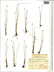 Eleocharis quinqueflora (Hartmann) O.Schwarz, Caucasus, Stavropol Krai, Karachay-Cherkessia & Kabardino-Balkaria (K1b) (Russia)