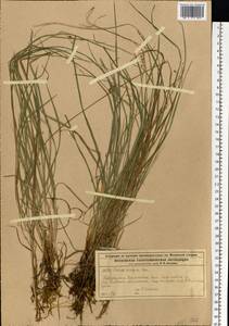 Carex magellanica subsp. irrigua (Wahlenb.) Hiitonen, Eastern Europe, Moscow region (E4a) (Russia)