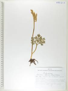 Sceptridium robustum (Rupr.) Lyon, Siberia, Russian Far East (S6) (Russia)