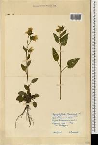 Symphytum tauricum Willd., Caucasus, Black Sea Shore (from Novorossiysk to Adler) (K3) (Russia)