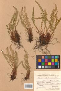 Woodsia polystichoides D. C. Eat., Siberia, Russian Far East (S6) (Russia)