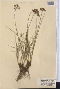 Allium oreoprasum Schrenk, Middle Asia, Pamir & Pamiro-Alai (M2) (Kyrgyzstan)
