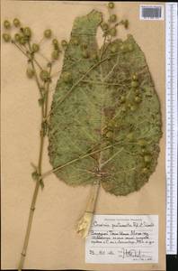 Arctium pentacanthum (Regel & Schmalh.) Kuntze, Middle Asia, Western Tian Shan & Karatau (M3) (Tajikistan)
