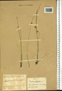 Juncus filiformis L., Siberia, Altai & Sayany Mountains (S2) (Russia)