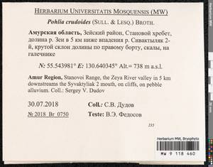 Pohlia crudoides (Sull. & Lesq.) Broth., Bryophytes, Bryophytes - Russian Far East (excl. Chukotka & Kamchatka) (B20) (Russia)