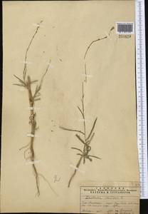 Lactuca saligna L., Middle Asia, Pamir & Pamiro-Alai (M2) (Uzbekistan)