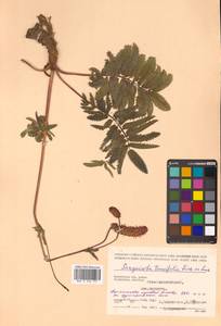 Poterium tenuifolium (Fisch. ex Link) Franch. & Sav., Siberia, Chukotka & Kamchatka (S7) (Russia)