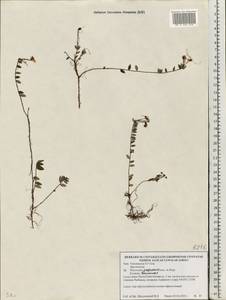 Vaccinium oxycoccos L., Eastern Europe, Belarus (E3a) (Belarus)