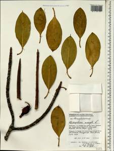 Rhizophora mangle L., South Asia, South Asia (Asia outside ex-Soviet states and Mongolia) (ASIA) (Philippines)