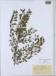 Spiraea hypericifolia L., Middle Asia, Western Tian Shan & Karatau (M3) (Kyrgyzstan)