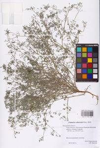 Fumaria schleicheri Soy.-Will., Eastern Europe, Central region (E4) (Russia)