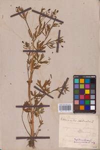 Ranunculus sceleratus L., Eastern Europe, Middle Volga region (E8) (Russia)