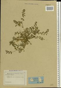 Astragalus contortuplicatus L., Eastern Europe, Lower Volga region (E9) (Russia)