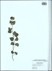 Glechoma hederacea L., Eastern Europe, Central region (E4) (Russia)