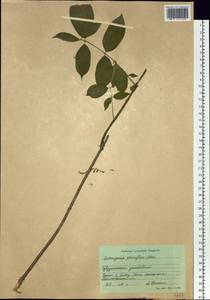 Euonymus verrucosus Scop., Siberia, Russian Far East (S6) (Russia)