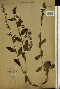 Verbascum lychnitis L., Eastern Europe, Western region (E3) (Russia)