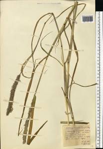 Setaria verticillata (L.) P.Beauv., Eastern Europe, Central forest region (E5) (Russia)