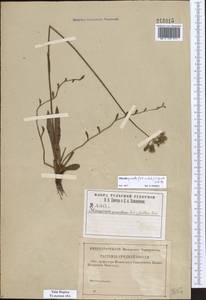 Pilosella piloselloides subsp. praealta (Gochnat) S. Bräut. & Greuter, Eastern Europe, Central region (E4) (Russia)