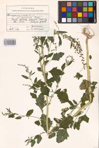 Chenopodium suecicum Murr, Eastern Europe, North Ukrainian region (E11) (Ukraine)