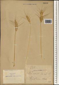 Triticum aestivum L., South Asia, South Asia (Asia outside ex-Soviet states and Mongolia) (ASIA) (China)