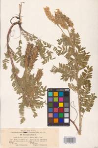 Oxytropis pilosa (L.) DC., Eastern Europe, Central forest-and-steppe region (E6) (Russia)