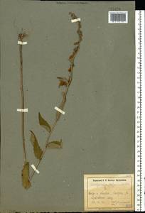 Campanula rapunculoides L., Eastern Europe, North Ukrainian region (E11) (Ukraine)